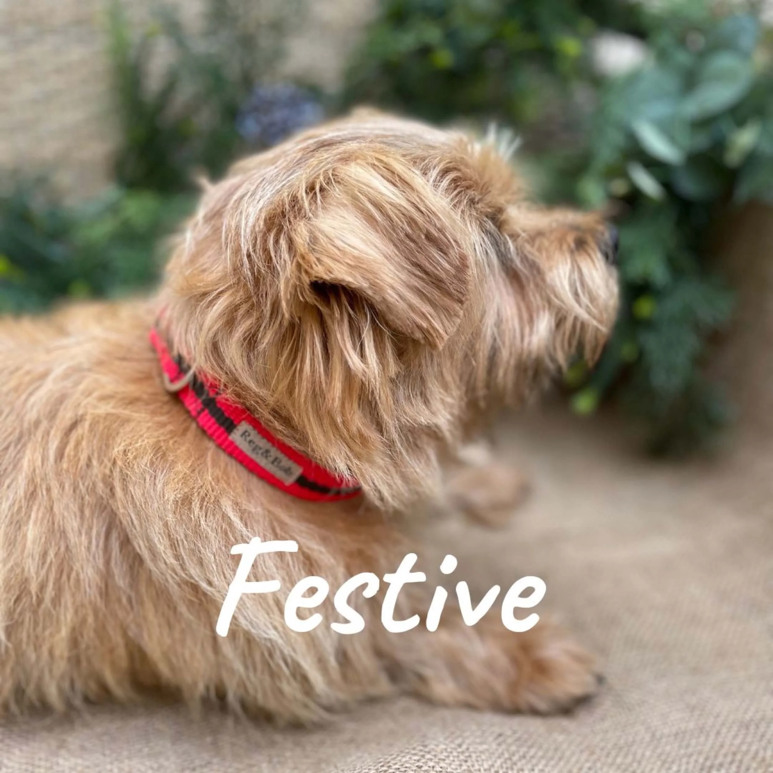 Stylish Dog Accessories